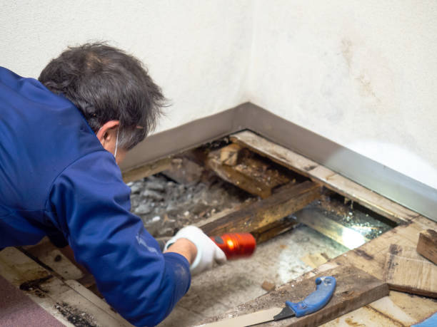 Best Mold Testing  in Southport, NC
