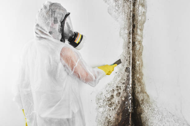Home Mold Removal in Southport, NC