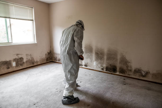 Mold Removal and Inspection in Southport, NC