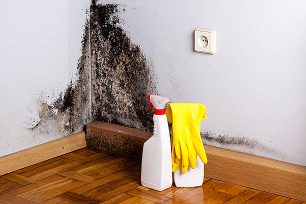 Best Mold Damage Repair  in Southport, NC