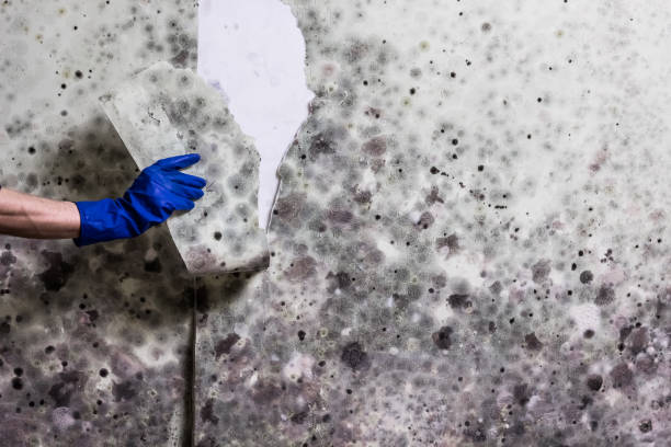 Best Toxic Mold Removal  in Southport, NC