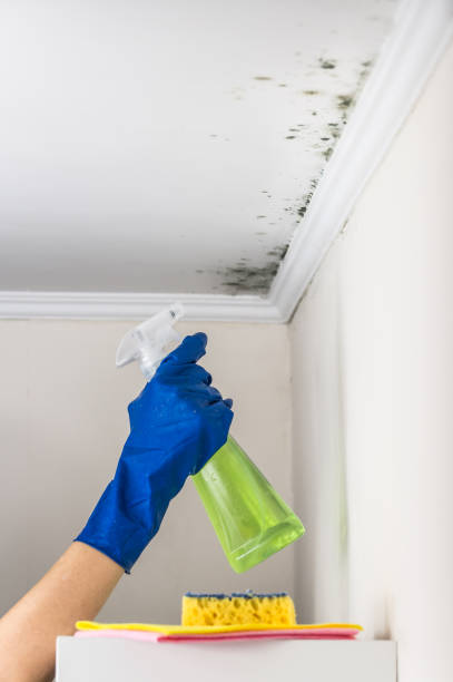 Trusted Southport, NC Mold Removal Experts