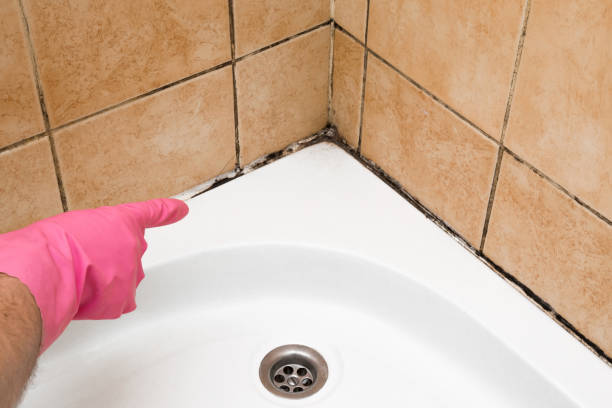Best Fast Mold Removal  in Southport, NC
